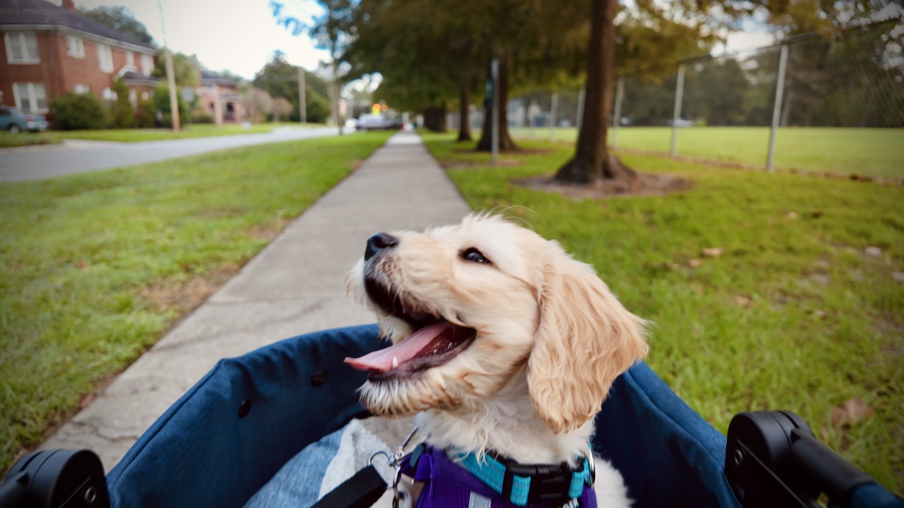 Josie smiling during a ride in her blue wagon