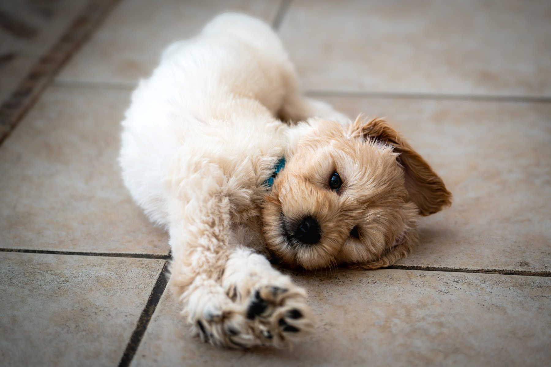 Josie resting on the floor with her paws stretched toward the camera