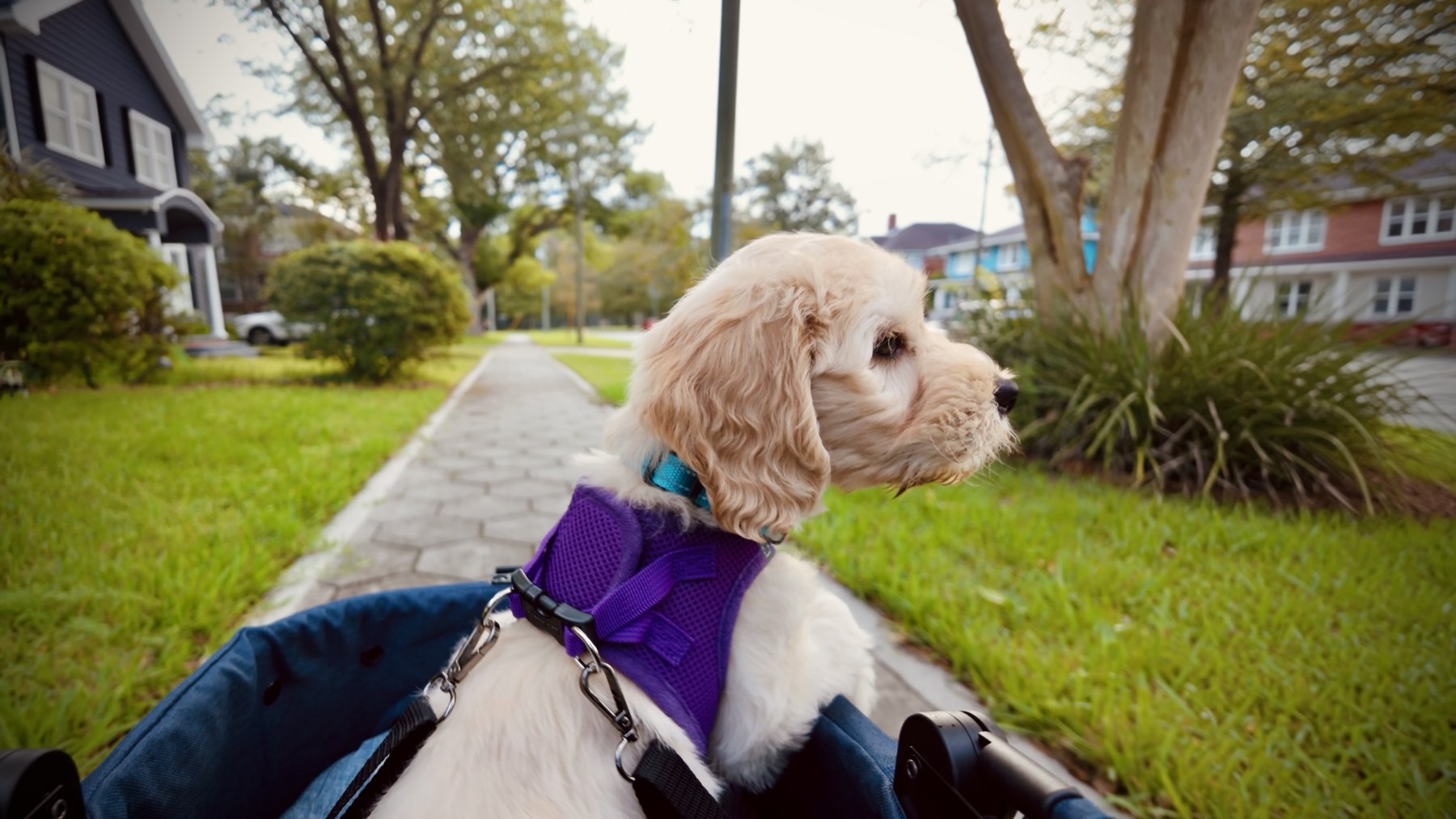 Josie looking out from her wagon in a purple harness